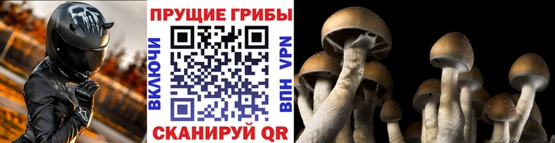 MEGA   Надым  Галлюциногенные грибы Psilocybe 